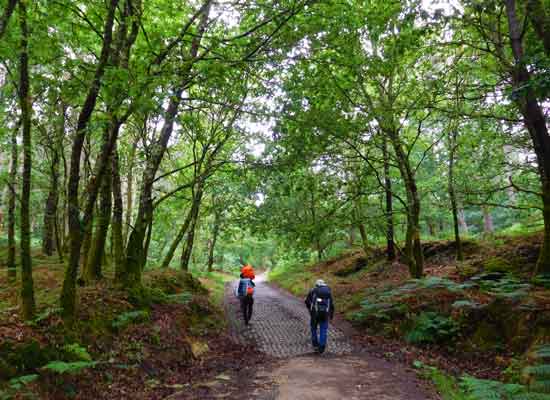 Bosco attraversato dal Cammino, andando verso Negreira